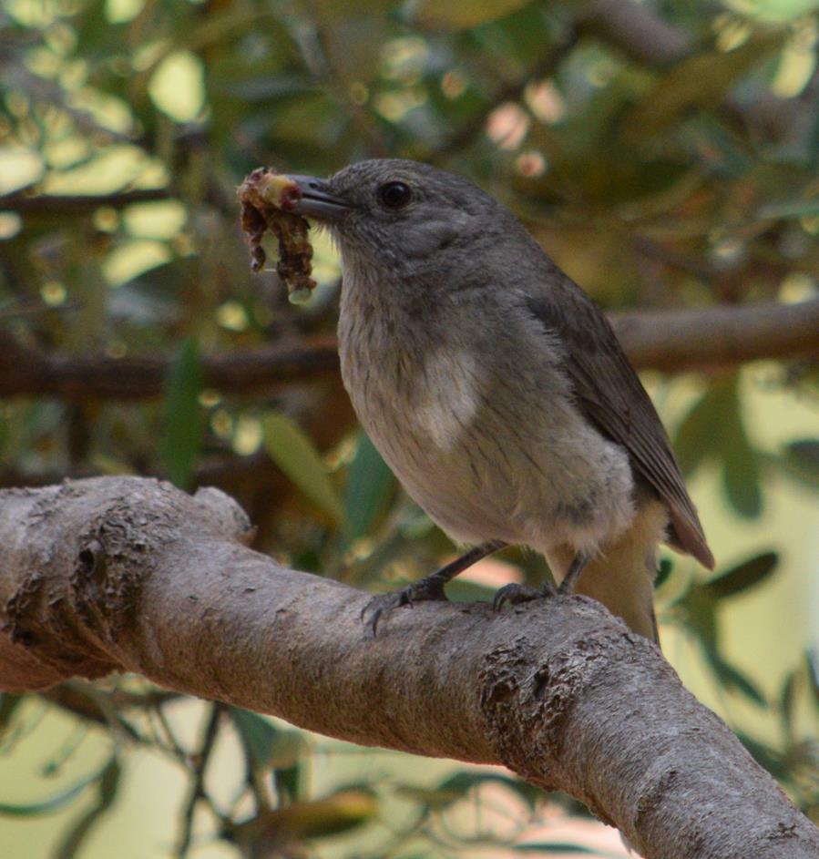 Shrike thrush a06.JPG